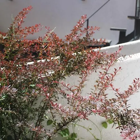 Oina Studio קלוז'-נאפוקה